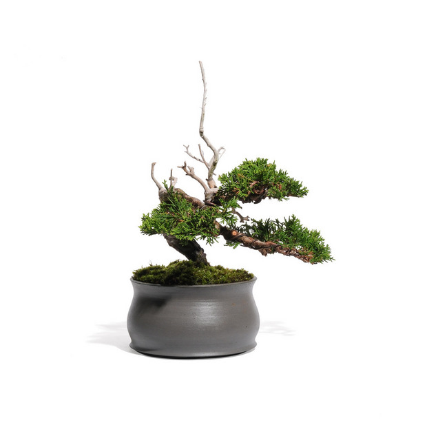 真柏 -半懸崖- (推定樹齢20年) 詳細画像